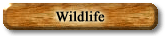 Wildlife