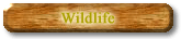 Wildelife