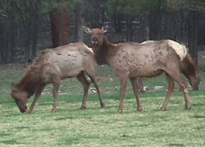 Elk-2